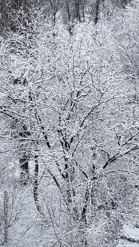 Wallpaper Mural Aerial view of trees covered with fluffy white snow in a winter park. Beautiful Christmas landscape and peaceful snowy scenery Torontodigital.ca