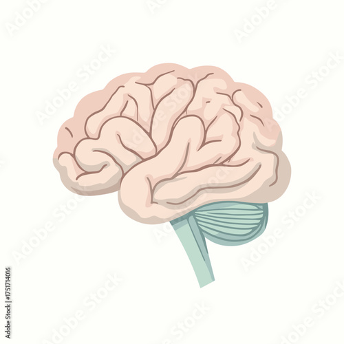 Human brain illustration showcasing anatomy and cognitive function on white background
