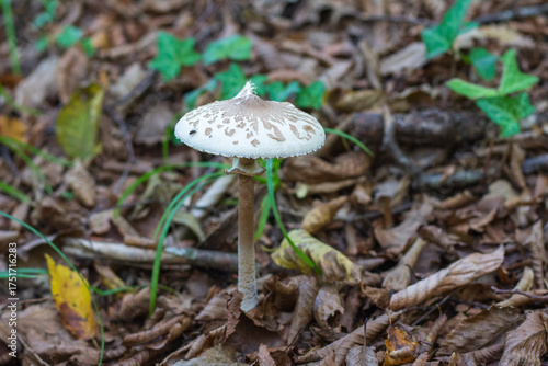 A young parasol mushroom (Macrolepiota procera) on the forest floor