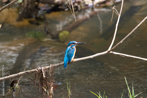 Common kingfisher perched on a tree twig