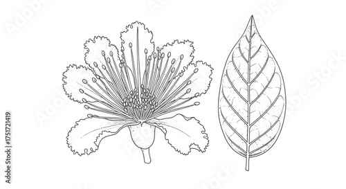 Vector art of guava flower and leaf illustration, showcasing the delicate beauty of nature in a detailed botanical drawing