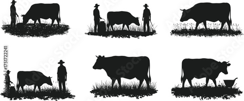 Black cow silhouettes in multiple standing and grazing positions, livestock animals, rural farm life, agriculture, countryside nature, vector illustration artwork design