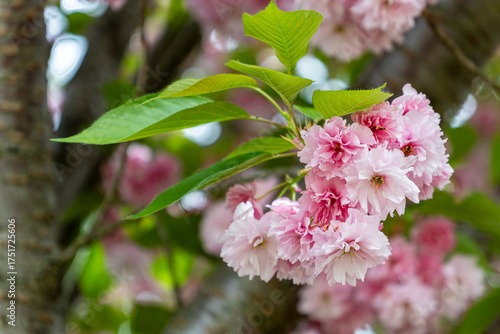 Close-Up of Pink Cherry Blossoms in Spring