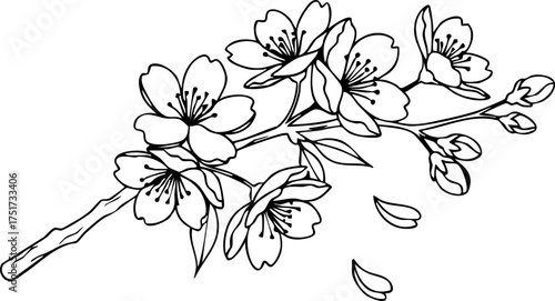 Quadro su tela Delicate cherry blossom branch with falling petals, a symbol of spring's ephemeral beauty and new beginnings, perfect for elegant designs