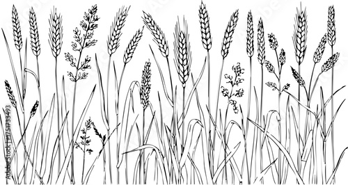 Elegant line art collection of diverse wheat and grass stalks, capturing the essence of natural growth and agricultural abundance for artistic projects.