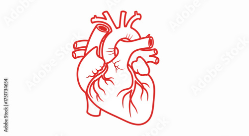 Red heart icon outlines anatomical symbol, depicted with thin stroke lines on white background. Heart icon represents love, health, and valentine imagery. Concept red heart icon for medical, health,