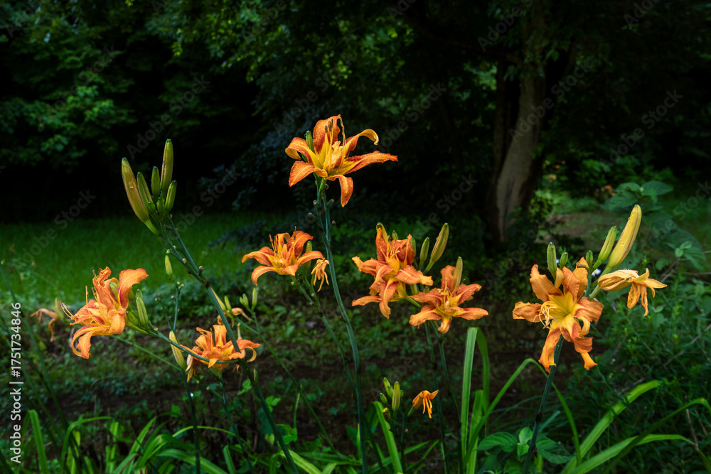 Obraz premium 野草