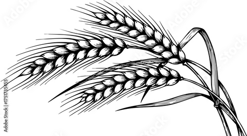 Tablou pe pânză Elegant hand-drawn wheat stalks evoke natural harvest bounty and organic goodness, perfect for food branding and agricultural themes