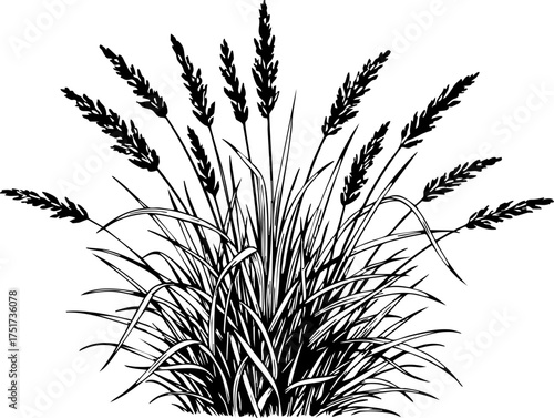 Obraz na plátně Elegant ornamental grass cluster with delicate seed heads swaying gently, perfect for naturalistic designs and botanical art