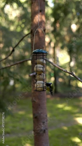 A Charming and Colorful Bird at a Tree Feeder in the Beautiful Nature