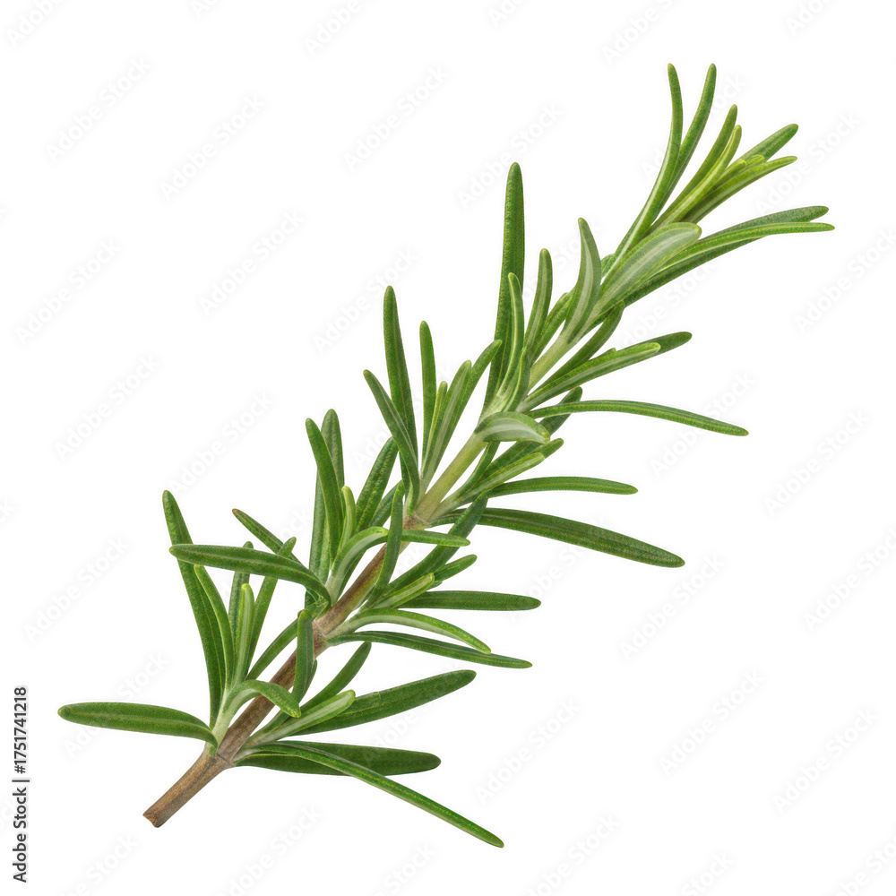 Fototapeta premium Fresh green rosemary sprig with needle-like leaves on background herb plant 1