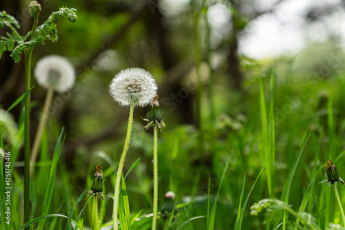 Dandelion Seed Heads in a Green Meadow with Soft Natural Light