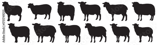 sheeps silhouette on white background