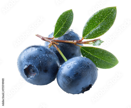 Close-up of three fresh blueberries on a stem with leaves, glistening with water droplets