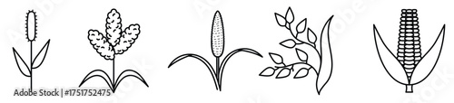 pearl millet liner icon collection cereals buckwheat 