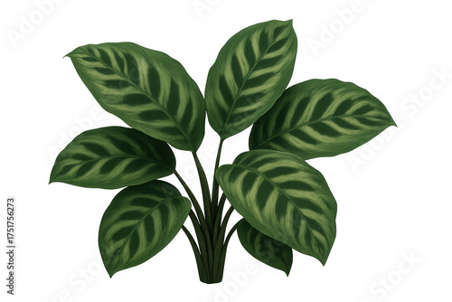 Calathea prayer plant showing green striped leaves, a botanical houseplant element on transparent background