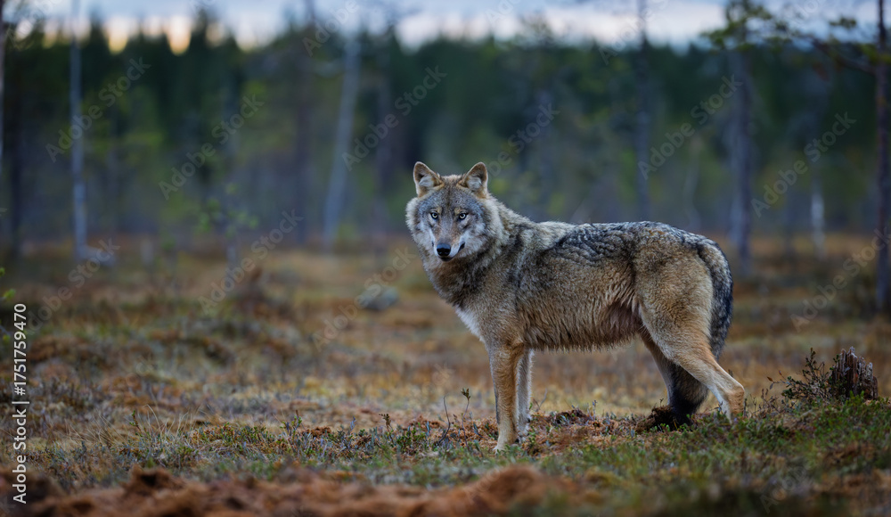 Naklejka premium wolf in a meadow in finland