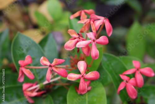 A vibrant cluster of pink flowers with slender green stems, set against a backdrop of green leaves. The flowers are in full bloom, their petals radiating outward from the central buds