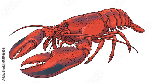 A vibrant red lobster with large claws and segmented body.