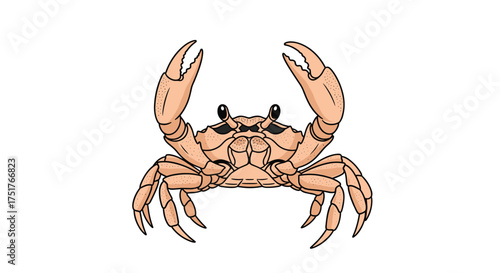 A close up of a light brown crab with its claws raised up in the air.