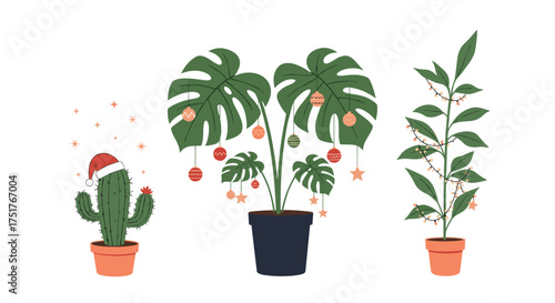 Festive houseplants adorning the winter holidays.