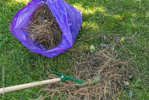 Raking Dry Needles into a Purple Trash Bag on Green Grass Lawn