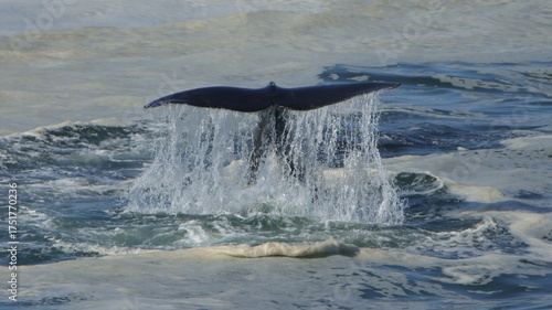 Southern right whale fluke coming out of the water