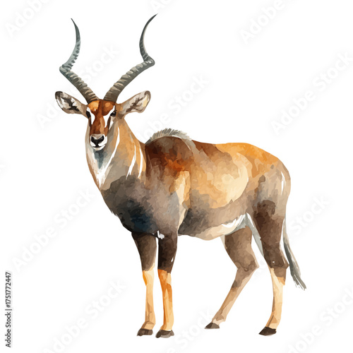 Antelope watercolor artwork, high-quality professional vector illustration isolated on a white background.