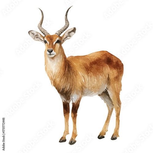 Antelope watercolor artwork, high-quality professional vector illustration isolated on a white background.