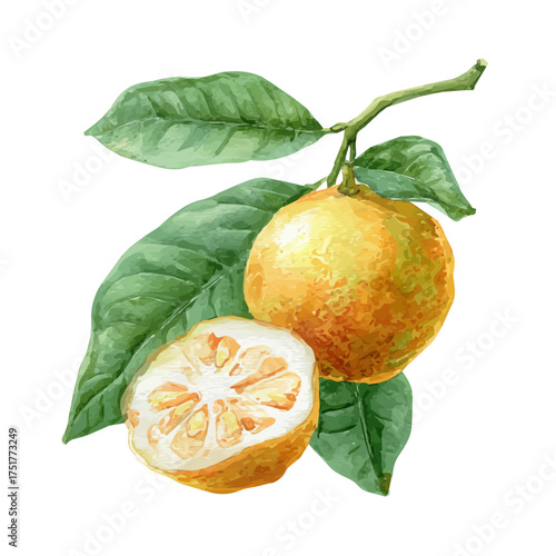 Bael watercolor vector illustration, high-quality artwork isolated on a pure white background.