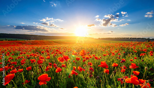 Poppy Field Sunset