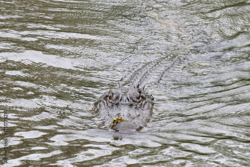 Close-up of an Alligator's head breaking the surface of murky swamp water in Louisiana, USA