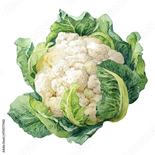 Watercolor Cauliflower vector, artistic painting style, high-resolution illustration on a pure white background.
