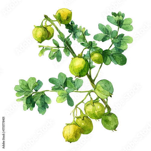 Watercolor painting of Chickpea Plant, detailed and artistic vector illustration on a white background.