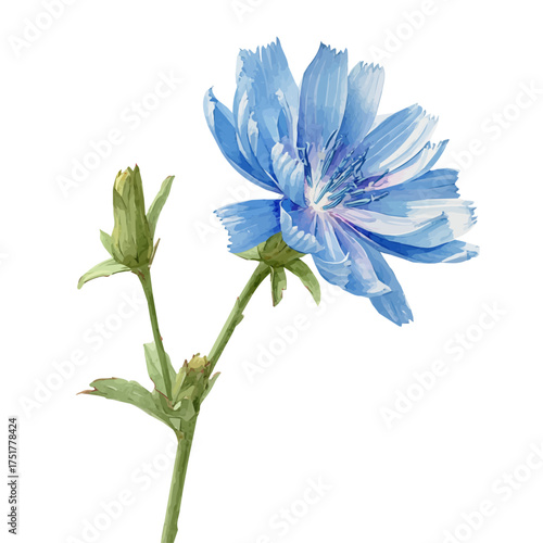 Chicory watercolor vector illustration, high-quality artwork isolated on a pure white background.