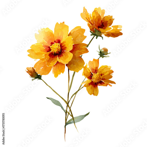 Coreopsis watercolor vector illustration, high-quality artwork isolated on a pure white background.