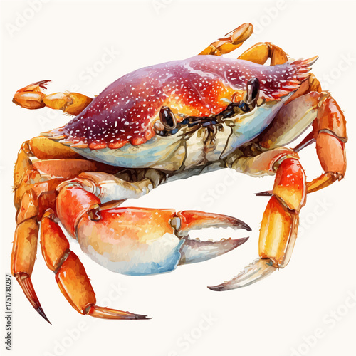 Crab watercolor vector illustration, high-quality artwork isolated on a pure white background.