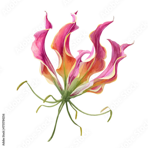 Watercolor Gloriosa Lily vector, artistic painting style, high-resolution illustration on a pure white background.