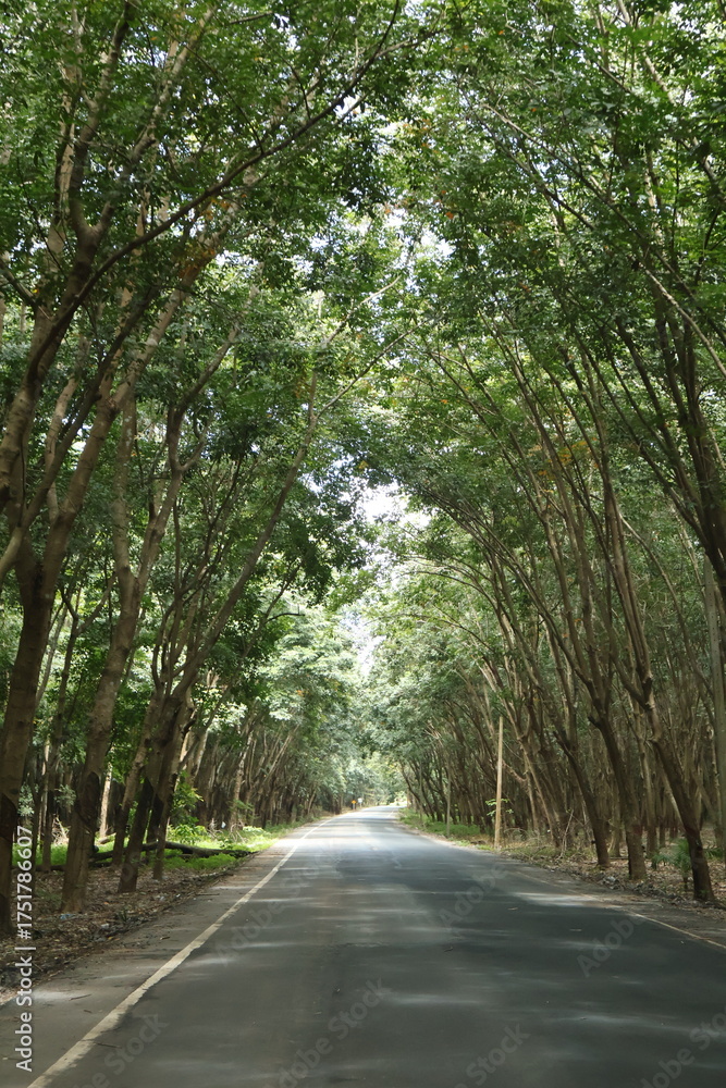 Obraz premium A rural road flanked by rows of lush green trees