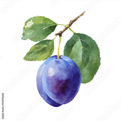 Plum watercolor vector illustration, high-quality artwork isolated on a pure white background.