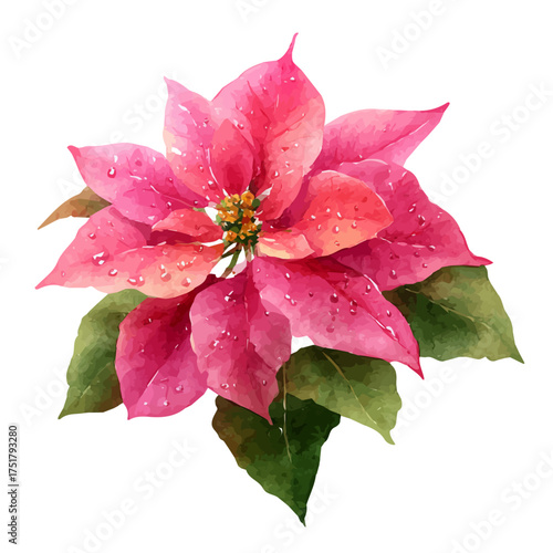 Stylized watercolor Poinsettia vector, modern artistic illustration with high-quality details on a pure white background.