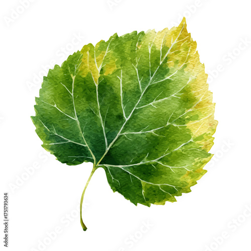 Watercolor Poplar Leaf vector, artistic painting style, high-resolution illustration on a pure white background.