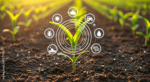 Promising corn seedling emerging with smart farming technology applications