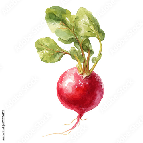 Watercolor Radish vector, artistic painting style, high-resolution illustration on a pure white background.