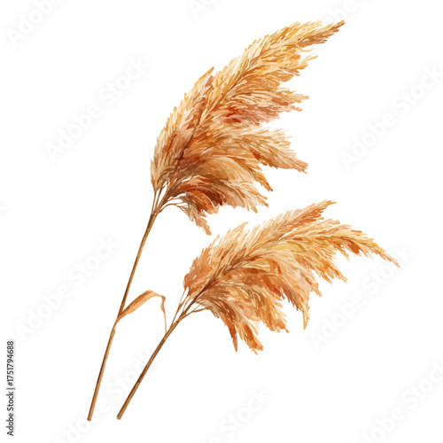 Reed watercolor vector illustration, high-quality artwork isolated on a pure white background.