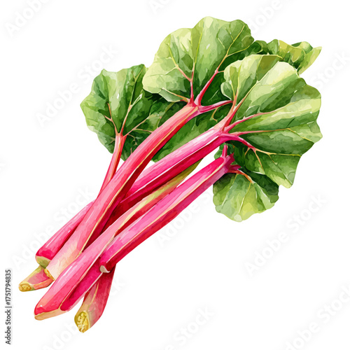 Watercolor Rhubarb vector, artistic painting style, high-resolution illustration on a pure white background.