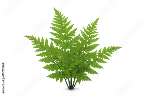 Green fern plant with lush fronds growing, vibrant botanical foliage on transparent background