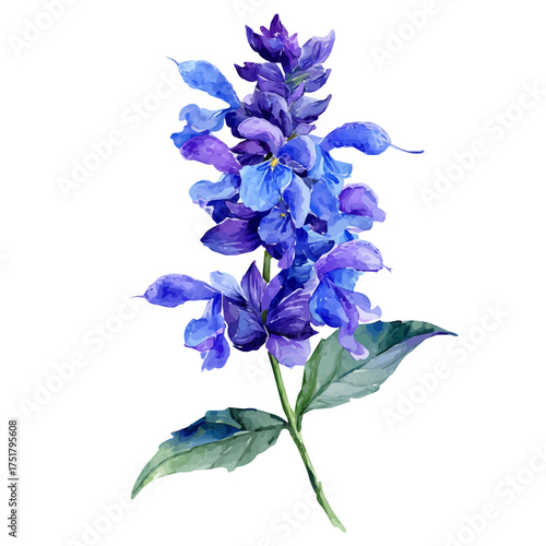 Salvia Bouquet watercolor vector illustration, high-quality artwork isolated on a pure white background.