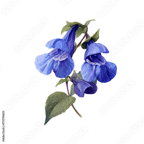 Skullcap watercolor vector illustration, high-quality artwork isolated on a pure white background.