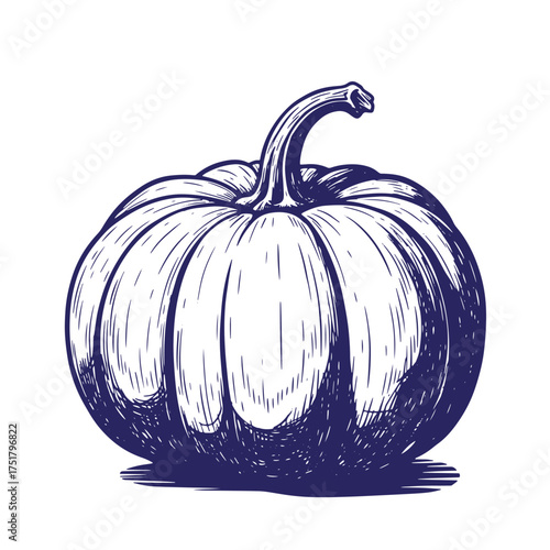 Detailed hand drawn illustration of a pumpkin in ink with elegant hatching technique